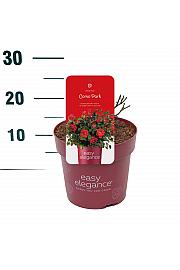 Rosa hibrid Como Park C3 Lit. 10-15 cm