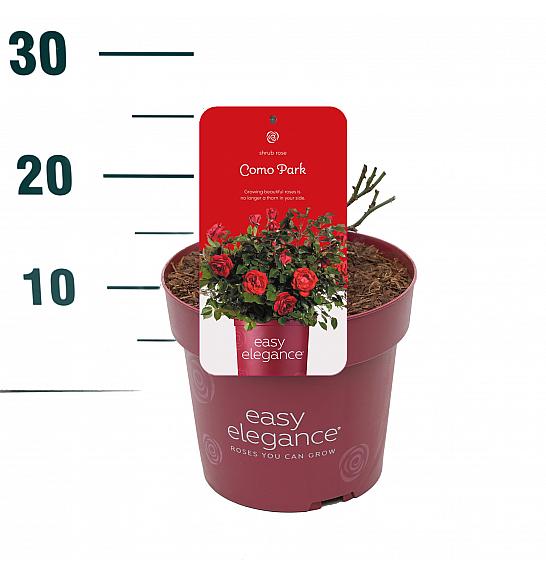 Rosa hibrid Como Park C3 Lit. 10-15 cm
