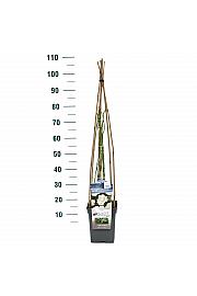 Rosa hybrid Climbing Iceberg C5 Lit. 40-60 cm Vzpenjava