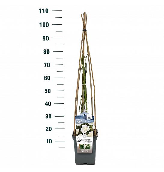 Rosa hybrid Climbing Iceberg C5 Lit. 40-60 cm Vzpenjava