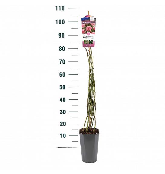 Rosa hybrid Climbing Bonica C3 Lit. 50-60 cm Vzpenjava