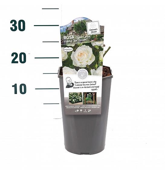 Rosa hybrid Claus Dalby C3 Lit. 30-40 cm