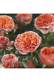 Rosa hybrid Chippendale C3 Lit. 10-15 cm