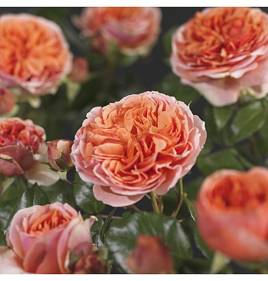 Rosa hybrid Chippendale C3 Lit. 10-15 cm