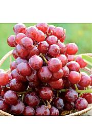 Vitis vinifera Apirena Rosa C4 Lit. 125-150 cm