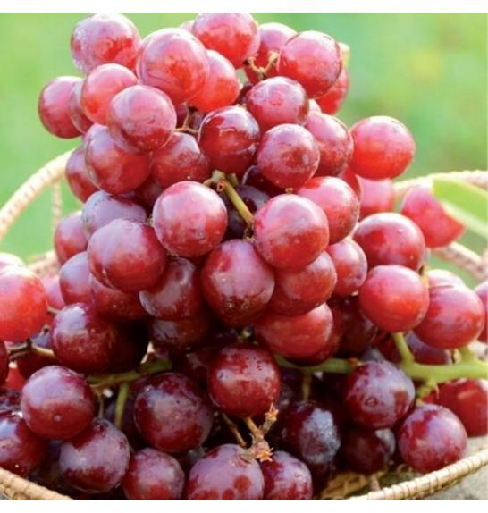 Vitis vinifera Apirena Rosa C4 Lit. 125-150 cm