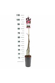 Rosa hybrid Camelot C3 Lit. 50-60 cm Vzpenjava