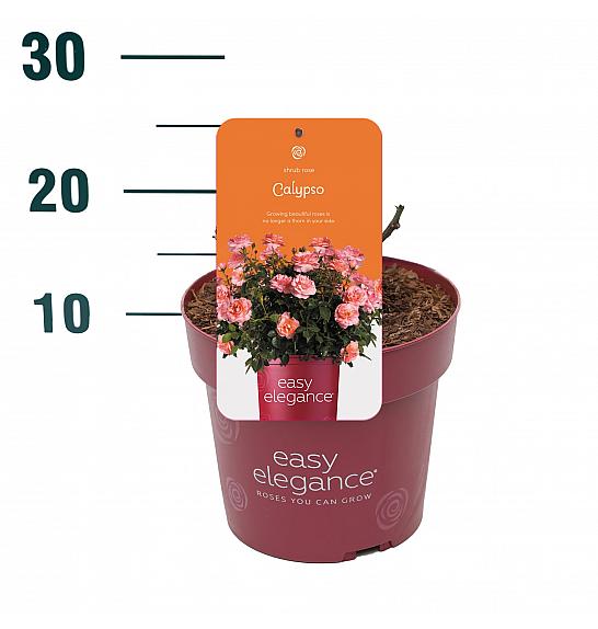 Rosa hibrid Calypso C3 Lit. 10-15 cm