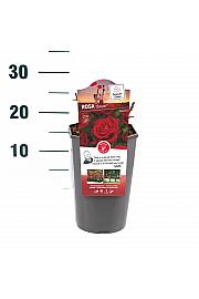 Rosa hibrid Botero C3 Lit. 10-15 cm