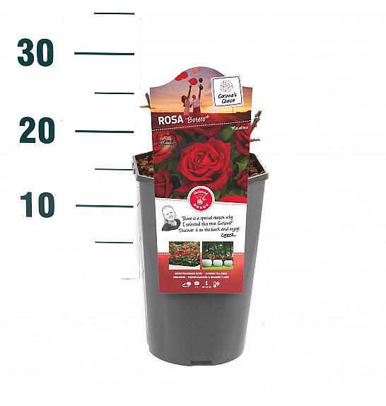 Rosa hibrid Botero C3 Lit. 10-15 cm