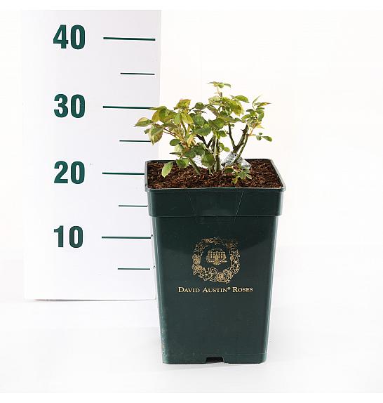 Rosa hibrid Boscobel C5 Lit. 15-20 cm