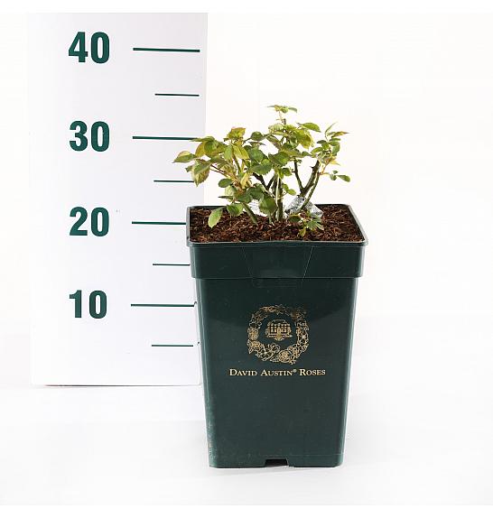 Rosa hybrid Boscobel C5 Lit. 15-20 cm