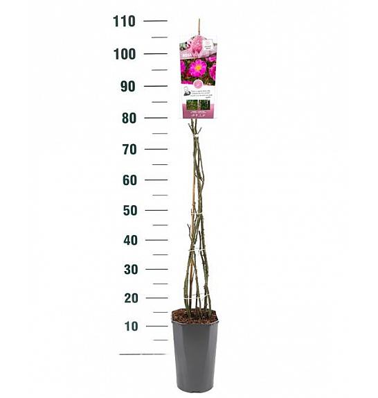 Rosa hybrid Bonita C5 Lit. 40-60 cm Vzpenjava