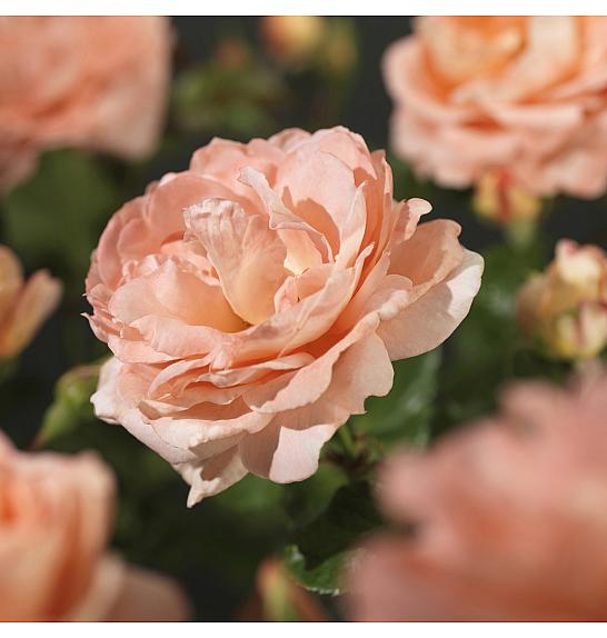 Rosa hybrid Bonita C3 Lit. 50-60 cm Vzpenjava