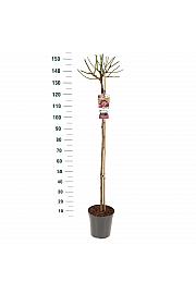 Rosa hybrid Bonica C6 Lit. Na steblu 110 cm