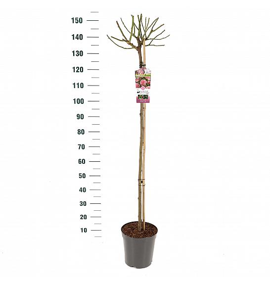 Rosa hybrid Bonica C6 Lit. Na steblu 110 cm