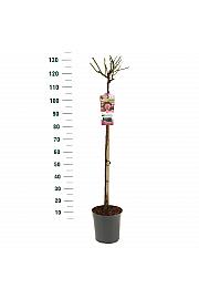 Rosa hybrid Bonica C6 Lit. Na steblu 90 cm