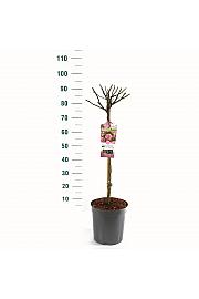 Rosa hybrid Bonica C6 Lit. Na steblu 60 cm