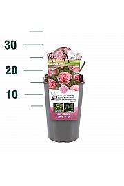 Rosa hibrid Bonica 82 C3 Lit. 10-15 cm