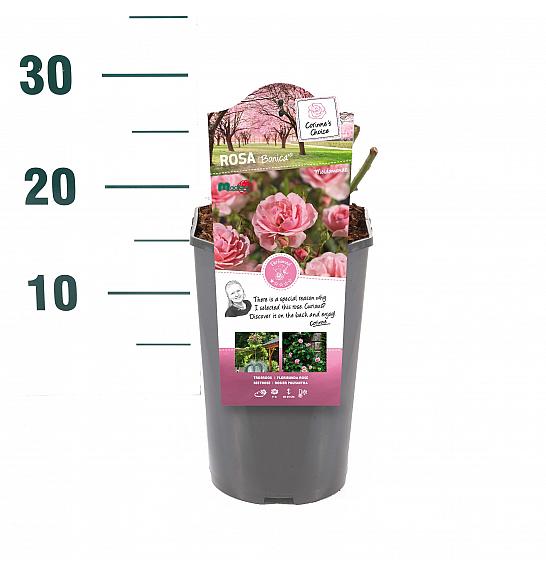 Rosa hibrid Bonica 82 C3 Lit. 10-15 cm