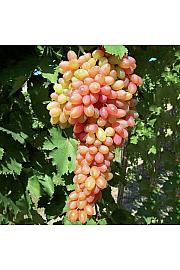 Vitis vinifera Ametista C4 Lit. 125-150 cm