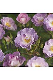 Rosa hybrid Blue for You C3 Lit. 10-15 cm