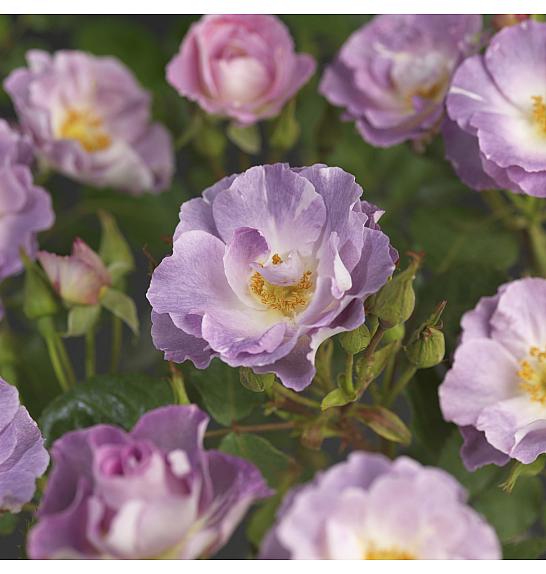 Rosa hybrid Blue for You C3 Lit. 10-15 cm