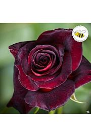 Rosa hybrid Black Baccara C3 Lit. 10-15 cm