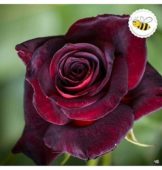 Rosa hybrid Black Baccara C3 Lit. 10-15 cm