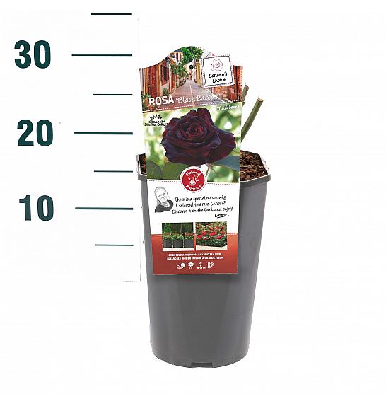 Rosa hybrid Black Baccara C3 Lit. 10-15 cm