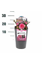 Rosa hybrid Beverly C3 Lit. 10-15 cm