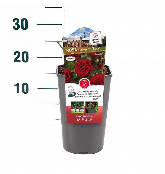 Rosa hybrid Balmoral C3 Lit. 10-15 cm