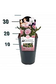 Rosa hibrid Bailando C3 Lit. 10-15 (prikaz, ostalo).