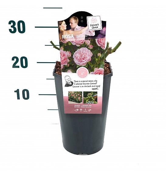 Rosa hibrid Bailando C3 Lit. 10-15 (prikaz, ostalo).