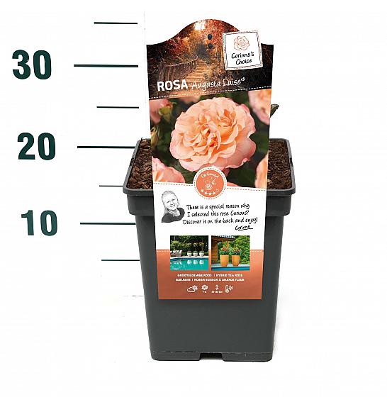 Rosa hibrid Augusta Luise C5 Lit. 15-20 cm