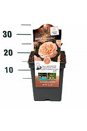 Rosa hybrid Augusta Luise C5 Lit. 15-20 cm