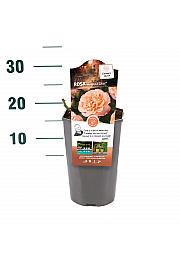 Rosa hibrid Augusta Luise C3 Lit. 10-15 cm