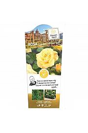 Rosa hybrid Arthur Bell C3 Lit. 50-60 cm Vzpenjava