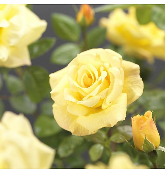 Rosa hybrid Arthur Bell C3 Lit. 50-60 cm Vzpenjava