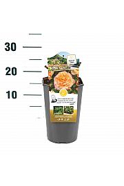 Rosa hybrid Aquarel C3 Lit. 10-15 cm