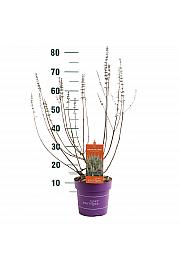Vitex Galactic Pink C3 Lit. 40-60 cm
