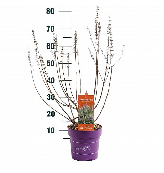 Vitex Galactic Pink C3 Lit. 40-60 cm