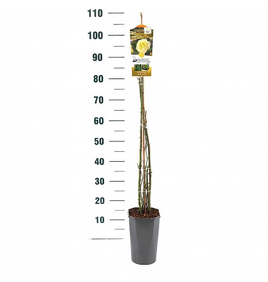Rosa hybrid Apollo C3 Lit. 50-60 cm