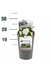 Rosa hybrid Annapurna C3 Lit. 10-15 cm