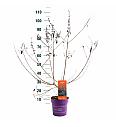 Vitex Flip Side C3 Lit. 30-55 cm
