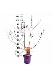Vitex Flip Side C3 Lit. 30-55 cm