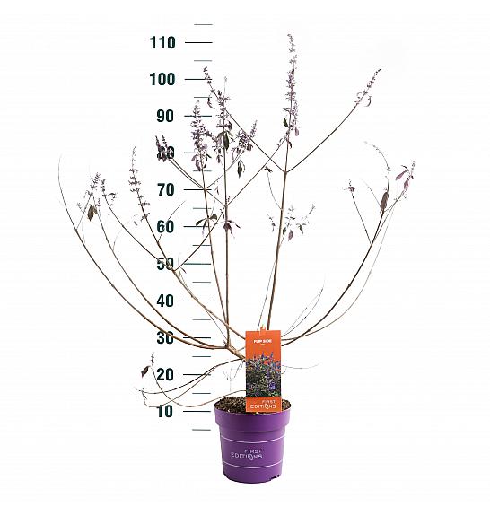 Vitex Flip Side C3 Lit. 30-55 cm