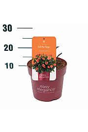 Rosa hybrid All The Rage C3 Lit. 10-15 cm