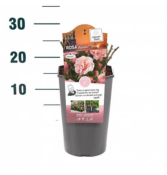 Hibridna ruža Aladdin Palace C3 Lit. 10-15 cm