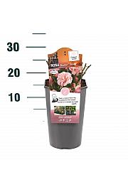 Rosa hybrid Aladdin Palace C3 Lit. 10-15 cm